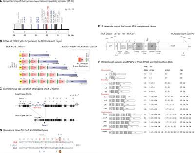 Human Complement C4B Allotypes and Deficiencies in Selected Cases With Autoimmune Diseases